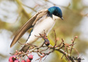 Tachycineta bicolor